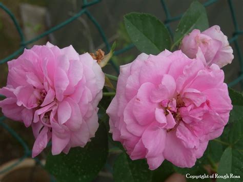 Rosa Sifu Si Pencinta Bunga Mawar Light Pink Ros Kampung Pergola Or No Pergola