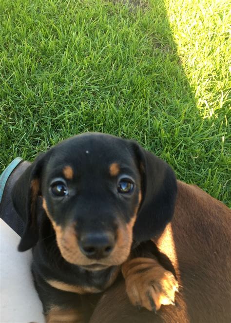 Please read the sidebar below for our rules. Stunning miniature dachshund puppies! | Shifnal ...