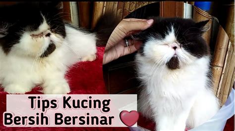 Mata kucing juga bisa berair karena cacing mata yang kecil. Membersihkan Wajah Kucing Persia ( Mata Kucing Belekan dan ...