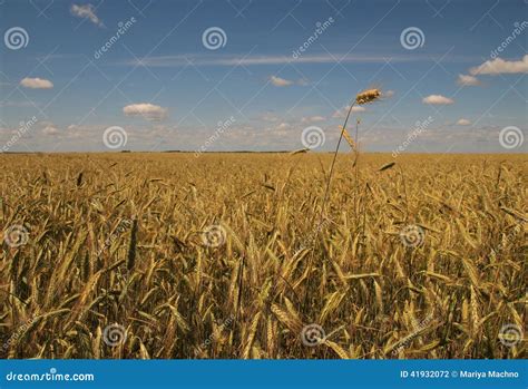 Wheatfield And Sky Stock Photo Image Of Summer Bread 41932072