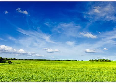 Wall26 Spring Summer Background Green Grass Field Meadow Scenery