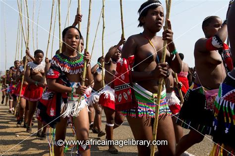 photos and pictures of zulu maidens deliver reed sticks to the king zulu reed dance at