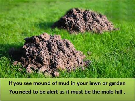 Well, i for one, know that quite a.a simplified look of bts' moles aka beauty marks. How to Get Rid of Ground Moles in Your Backyard - YouTube