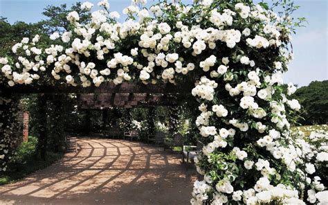 Download Rose Bush Bench White Flower White Rose Rose Man Made Garden