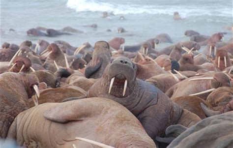 Scientists Listen To Whales Walruses And Seals In A Changing Arctic