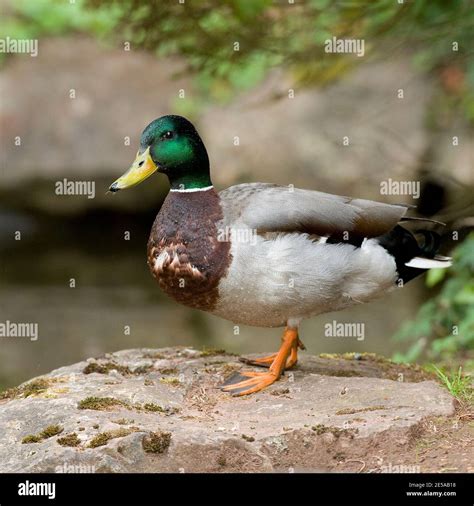 Mallard Duck Facing Front Hi Res Stock Photography And Images Alamy
