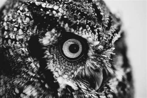Owls Head Fotoğraflar Stok Fotoğraf Resimler Ve Görseller Istock