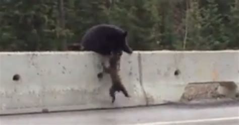 Mama Bear Saves Cub From Traffic Coolest Thing