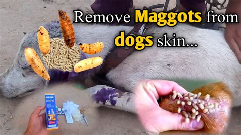 Remove Maggots From Dog Skin Maggots In Dogs Maggots Ka Ilaj Dogs