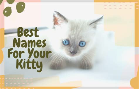 The Best Cat Names For Your New Kitty Oliveknows Cat Names Cute
