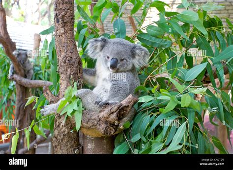 Koala Bear Sitting Hi Res Stock Photography And Images Alamy