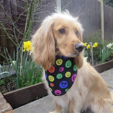 Smiley Face Dog Bandana Emotion Design Dog Bandanas