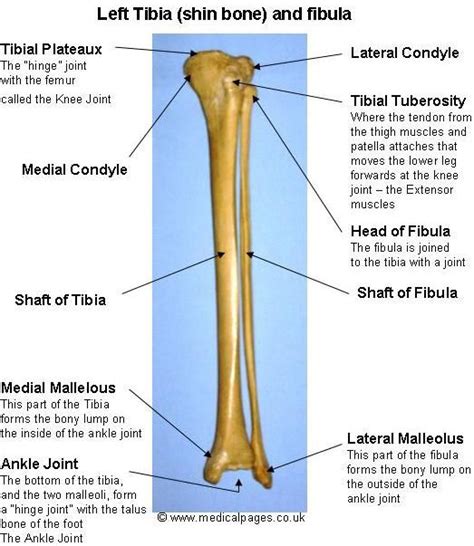 Learn The Tibia And Fibula Anatomy Anatomy Bones Human Anatomy And