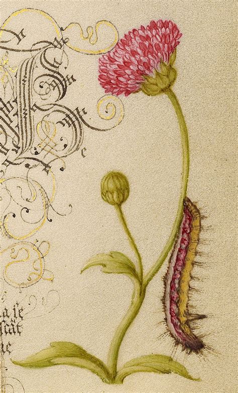 1561 Vintage Botanical Prints Botanical Drawings Botanical Art Vintage Prints Nature