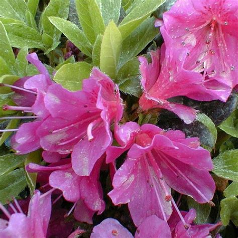 Azalea Nakaharae Pink Cascade Azalée Rhododendron Nakaharai