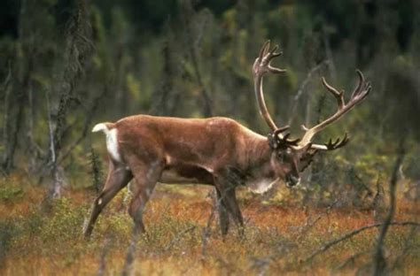 Cervidae Deer Elk Moose Wildlife Journal Junior