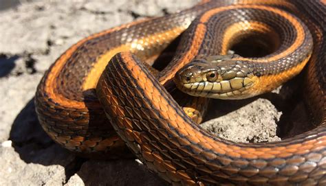 Giant Garter Snake