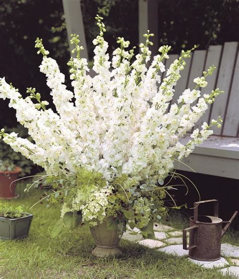 Delphinium Elatum Aurora White Delphinium From Garden Center Marketing