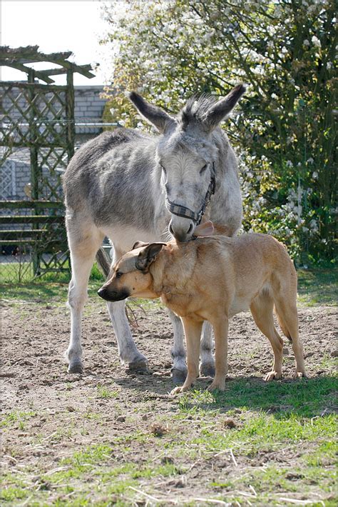 Manchmal tut das auch die polizei. ...T.MM..Lappenparade... Foto & Bild | tiere, haustiere ...
