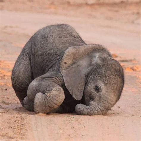 Newborn Baby Elephant 🐘 “elephants Tend To Be Very Protective Of Their