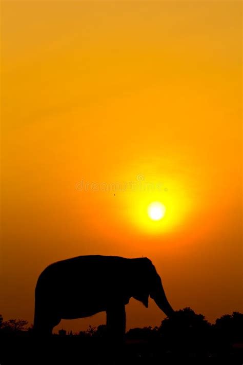 Silhouettes Elephant And Pagoda Wiith Sunset Scene Stock Image Image