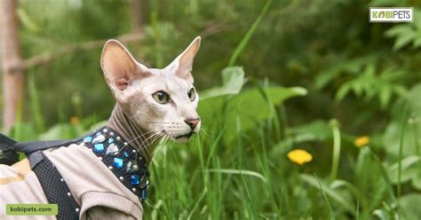 11 Best Hairless Cat Breeds For A Unique Pet Pal Kobi Pets