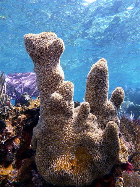 Pillar Coral Off Beach Ize Swc Belize Barrier Reef Belize Under The Sea