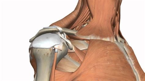Editor · aug 6, 2017 ·. Shoulder Joint - Glenohumeral Joint - 3D Anatomy Tutorial ...