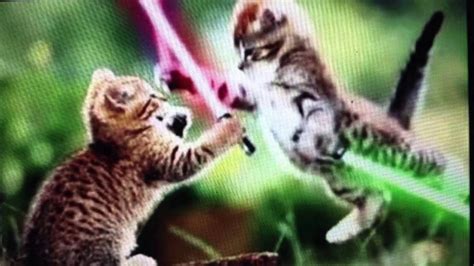 Jedi Kittens Youtube