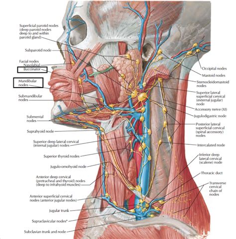 Human Anatomy Lessons Lymphatic Drainage Of Head And Neck
