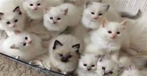 Cats And Kittens On Instagram 23rd May 2017 We Love Cats And Kittens