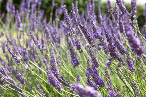 Lavandula Intermedia Lavender Plant