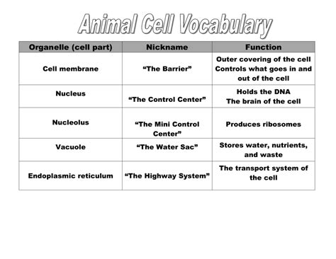 Functions Of Each Animal Cell Organelle Organelle With Its Function