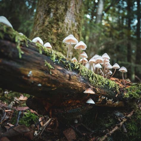 Mushrooms Growing On A Log In The Forest Stock Image Image Of Closeup