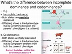 Codomiance In Genetics Refers To: - Incomplete dominance, codominance ...