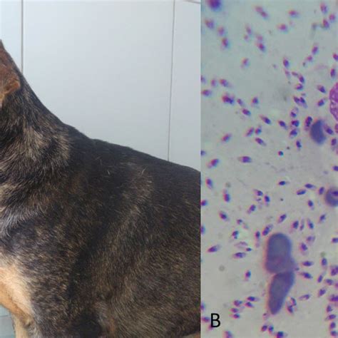 A Dog With Leishmaniasis Presenting Skin Lesions The Animal Was