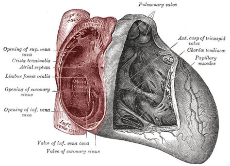 Right Ventricular Function