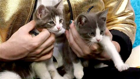 Help These Rescue Kittens In Need Of Adoption