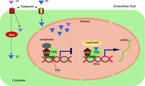 Thyroid Hormone Sex Dependent Role In Nervous System Regulation And