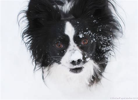 Abominable Snow Papillon Dog Photography Winter Fun Fine Art Etsy