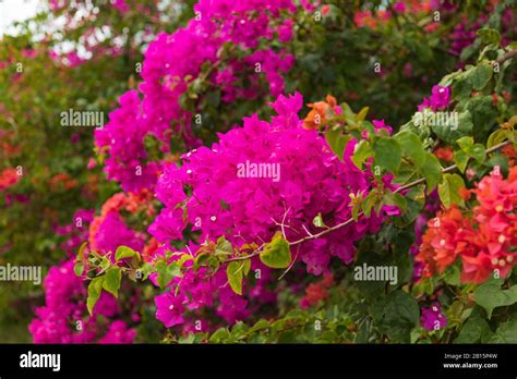 Bougainvillea Flowers Red Background Hi Res Stock Photography And