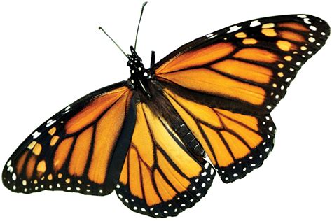 Transparent Blue Butterfly Png Monarch Butterfly Clipart Bc5
