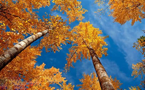 Autumn Trees Nature Wallpaper 3732