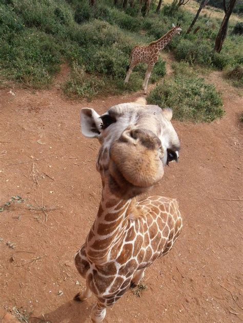 Thought My Moms Photo From Africa Belonged Here Cute Baby Animals