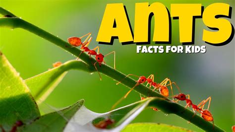 Learn All About Ants 🐜 Ant Facts For Kids 🐜 Youtube