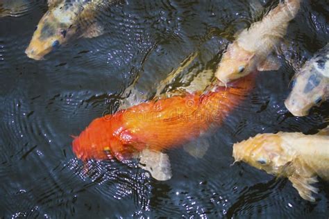 Koi Fish Pond Stock Image Image Of Fishy Calming Fortune 38716933