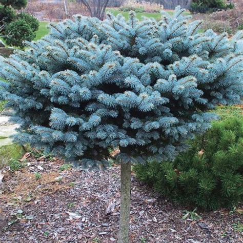 Dwarf Globe Blue Spruce Colorado Blue Spruce Plantingtree