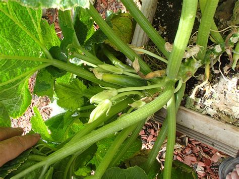 Equipped with both male and female parts, one tomato plant can reproduce on its own. Xtremehorticulture of the Desert: My Zucchini Will Not ...