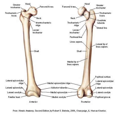 The position of the lesser trochanter close to the head of the femur is one of the defining characteristics of the prozostrodontia. Solved: Head HE Greater Trochanter Femoral Fovea Femoral F ...