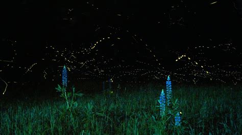 Why Are We Seeing So Many Fireflies In New York This Year Motherboard